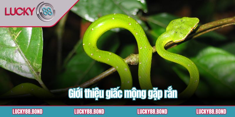 Giới thiệu giấc mộng gặp rắn