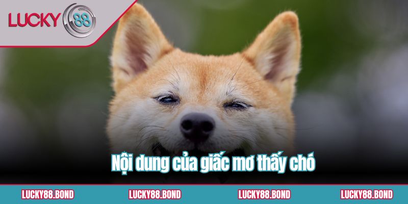 Nội dung của giấc mơ thấy chó